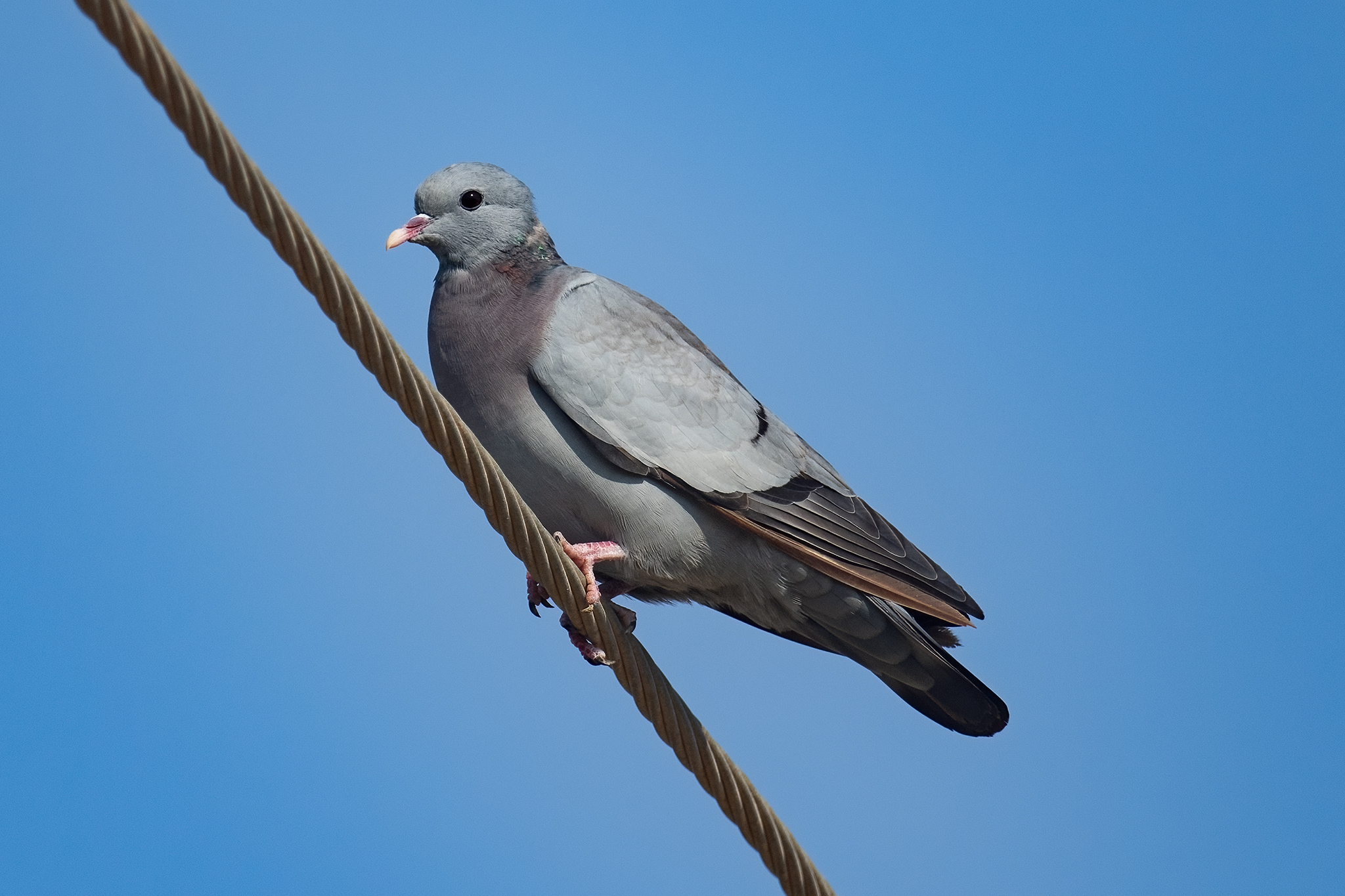 Western Stock Dove