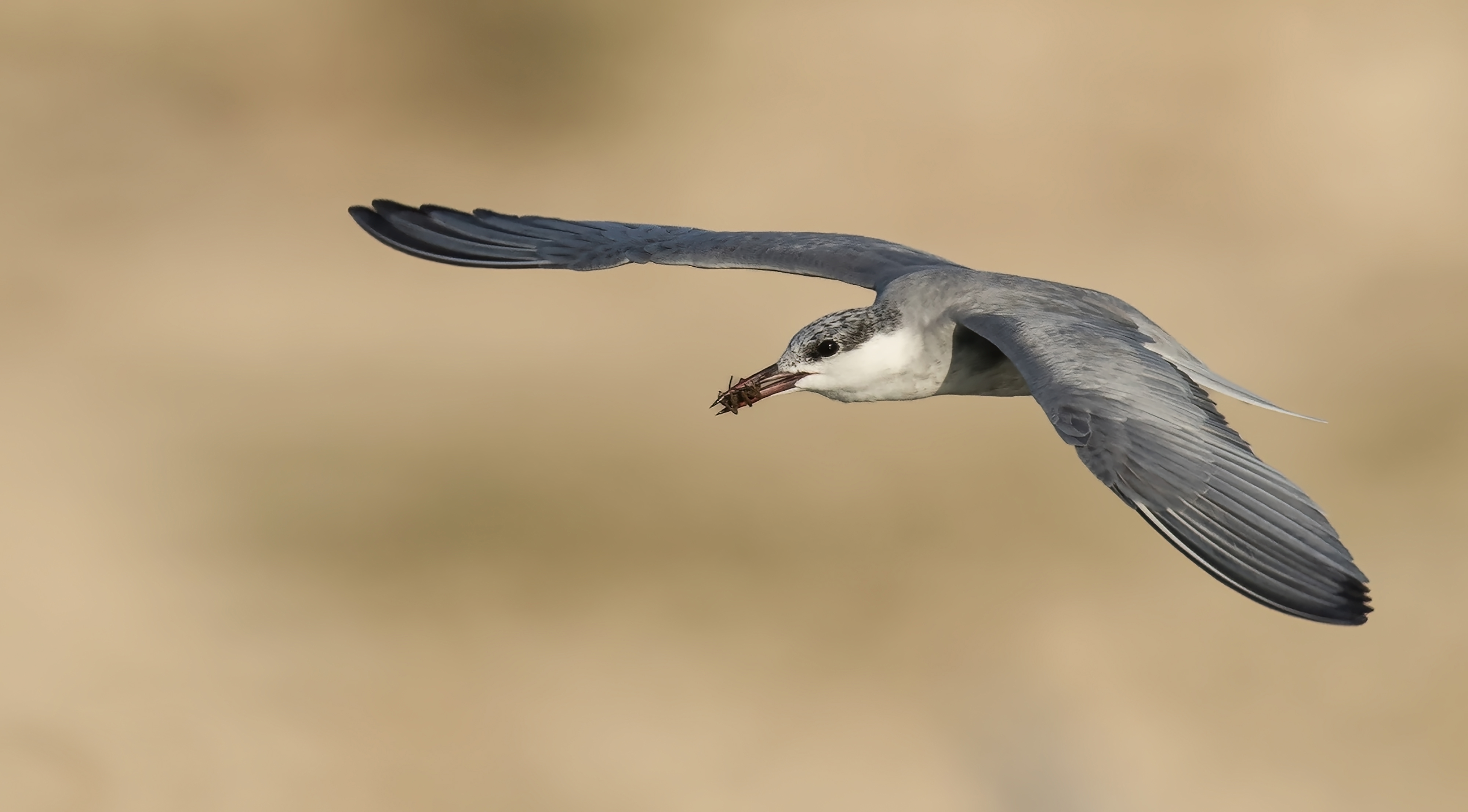 Whiskered Tern