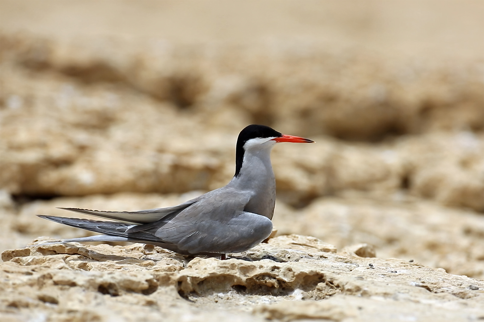 White-cheeked Tern