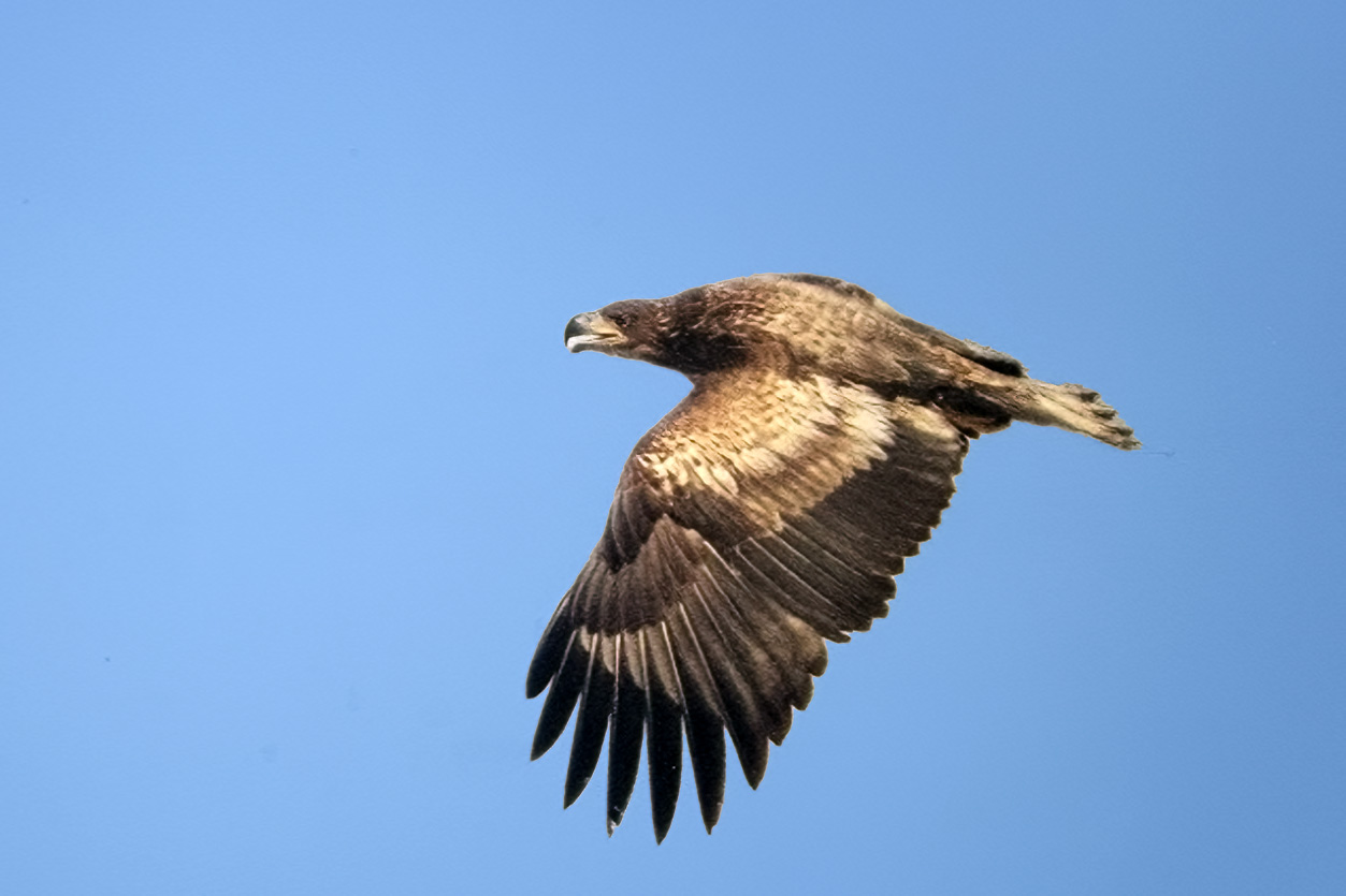 White-tailed Eagle