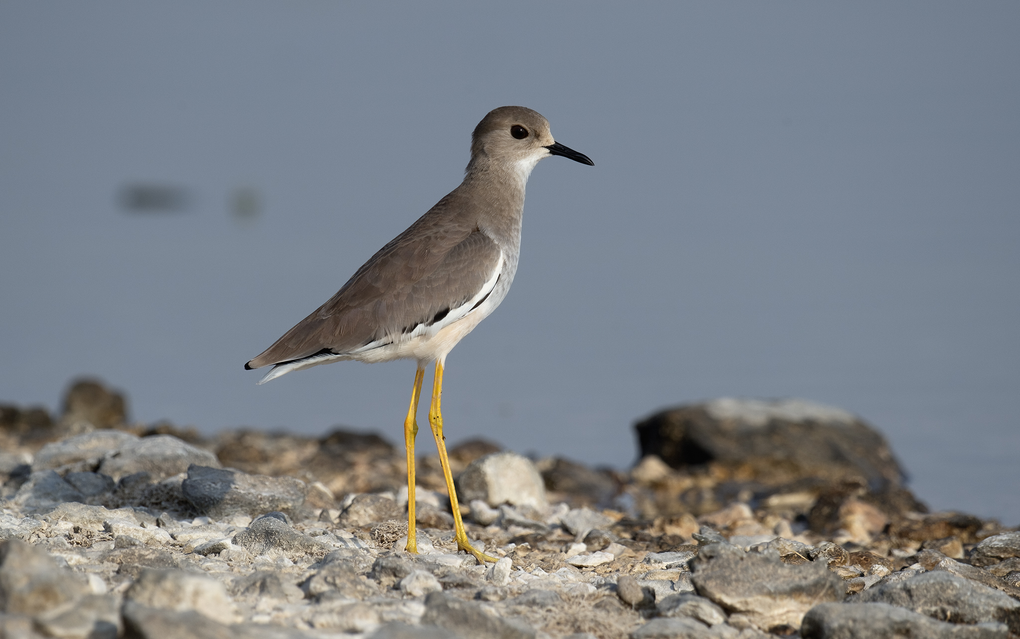 White-tailed Lapwing