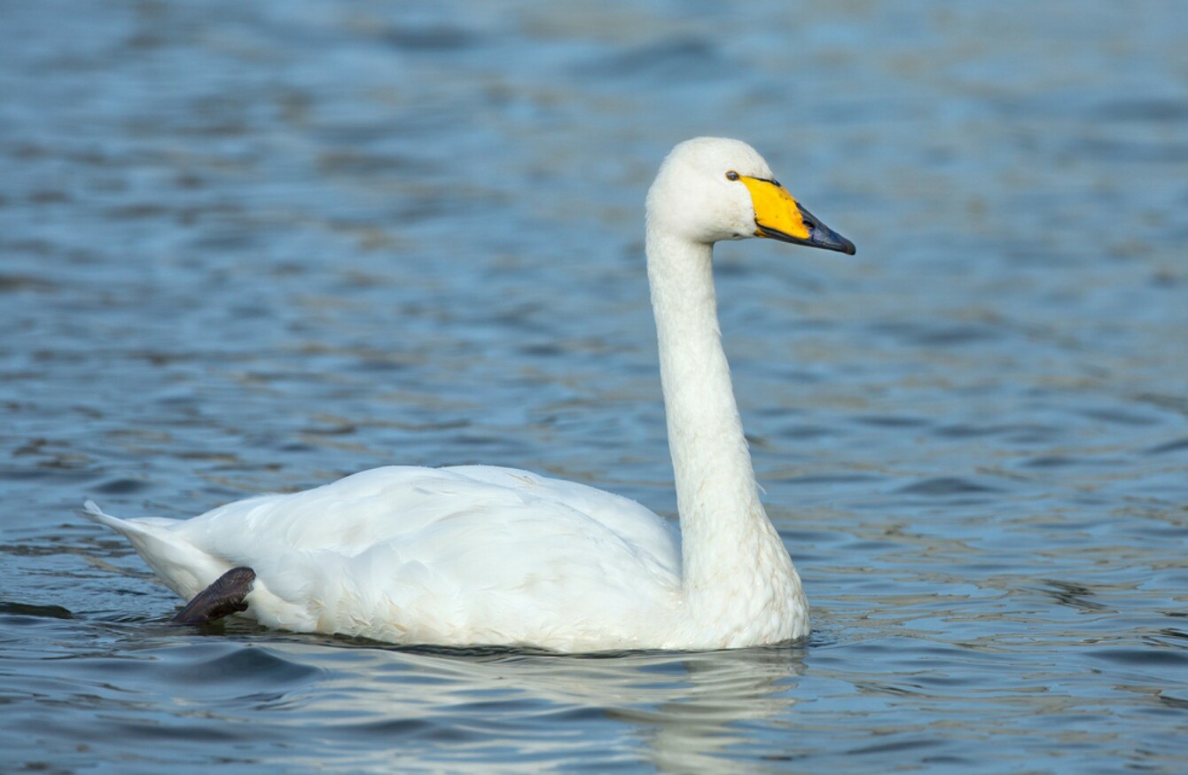 Whooper Swan