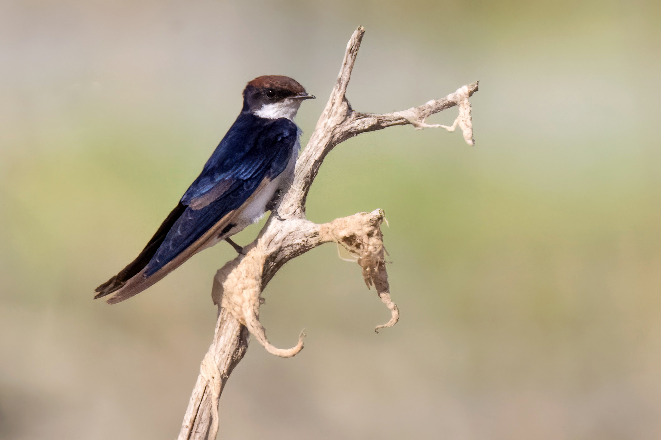 Asian Wire-tailed Swallow