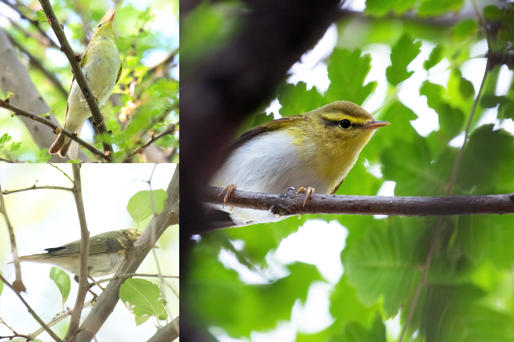 Wood Warbler