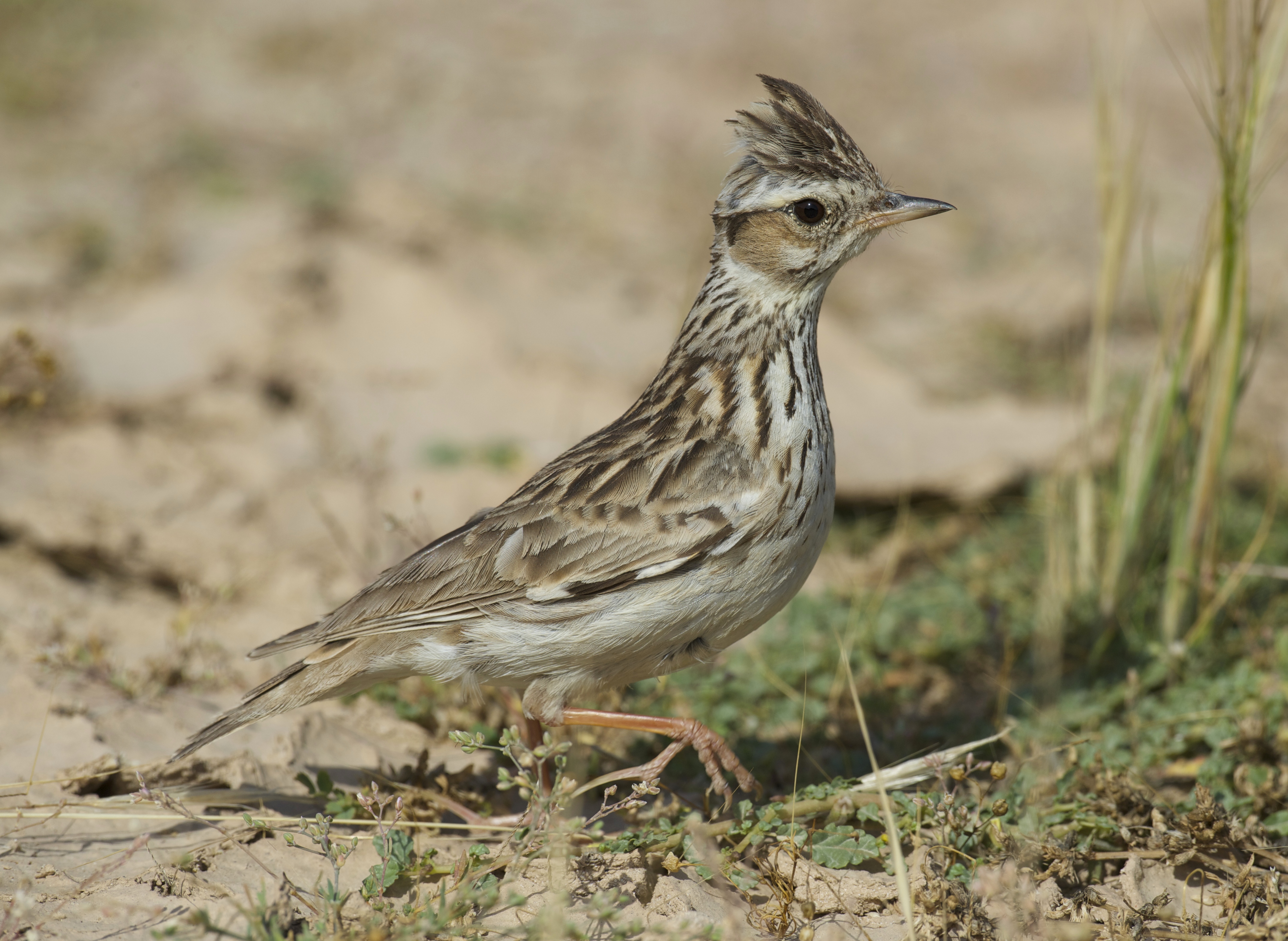 Woodlark