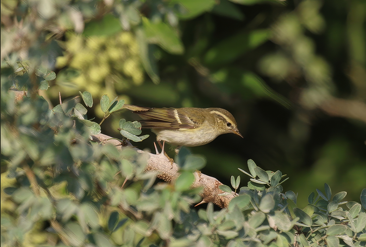 Yellow-browed Warbler