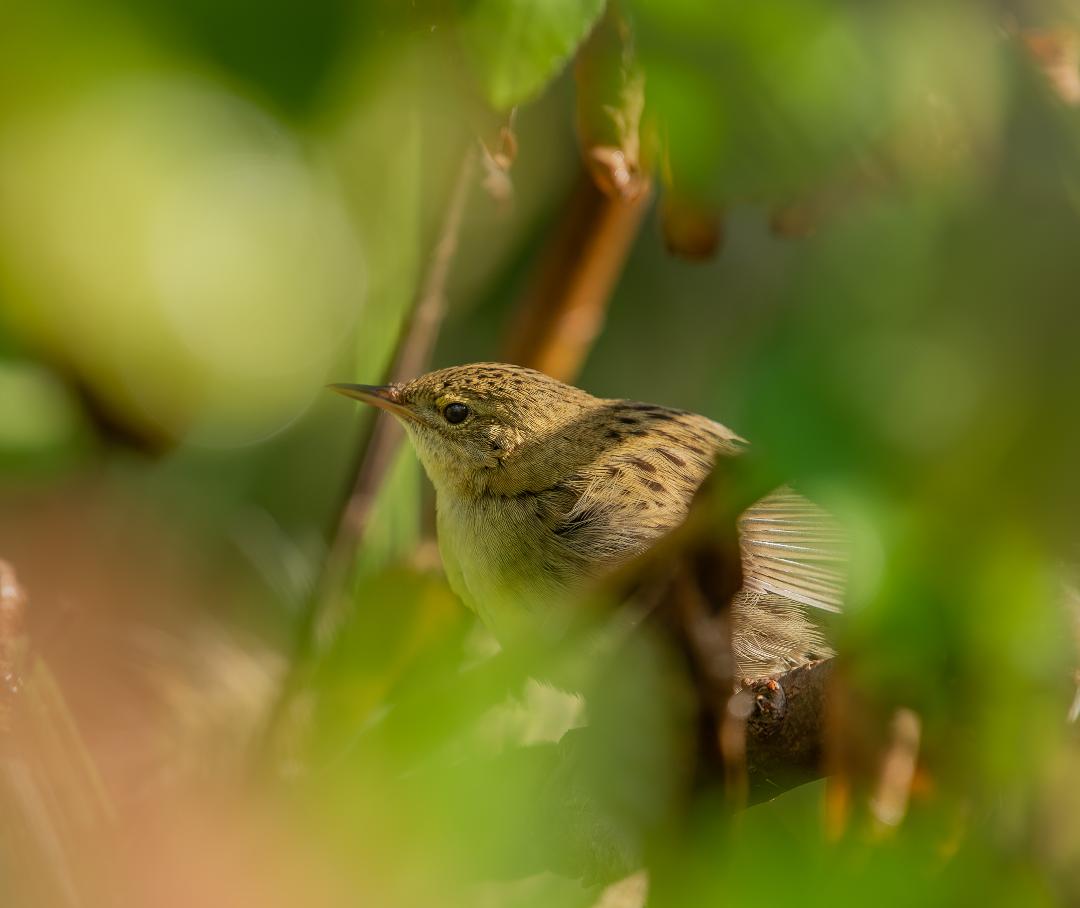Common Grasshopper Warbler