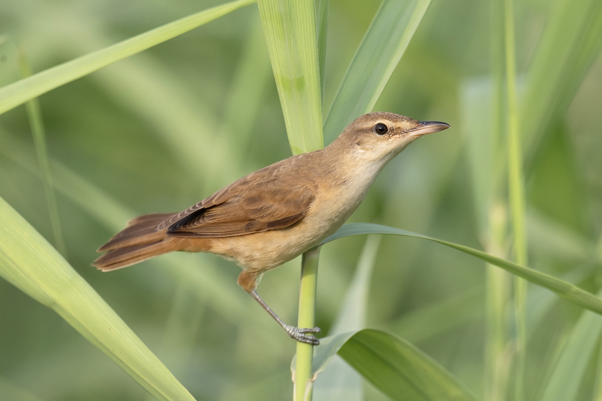 Great Reed Warbler