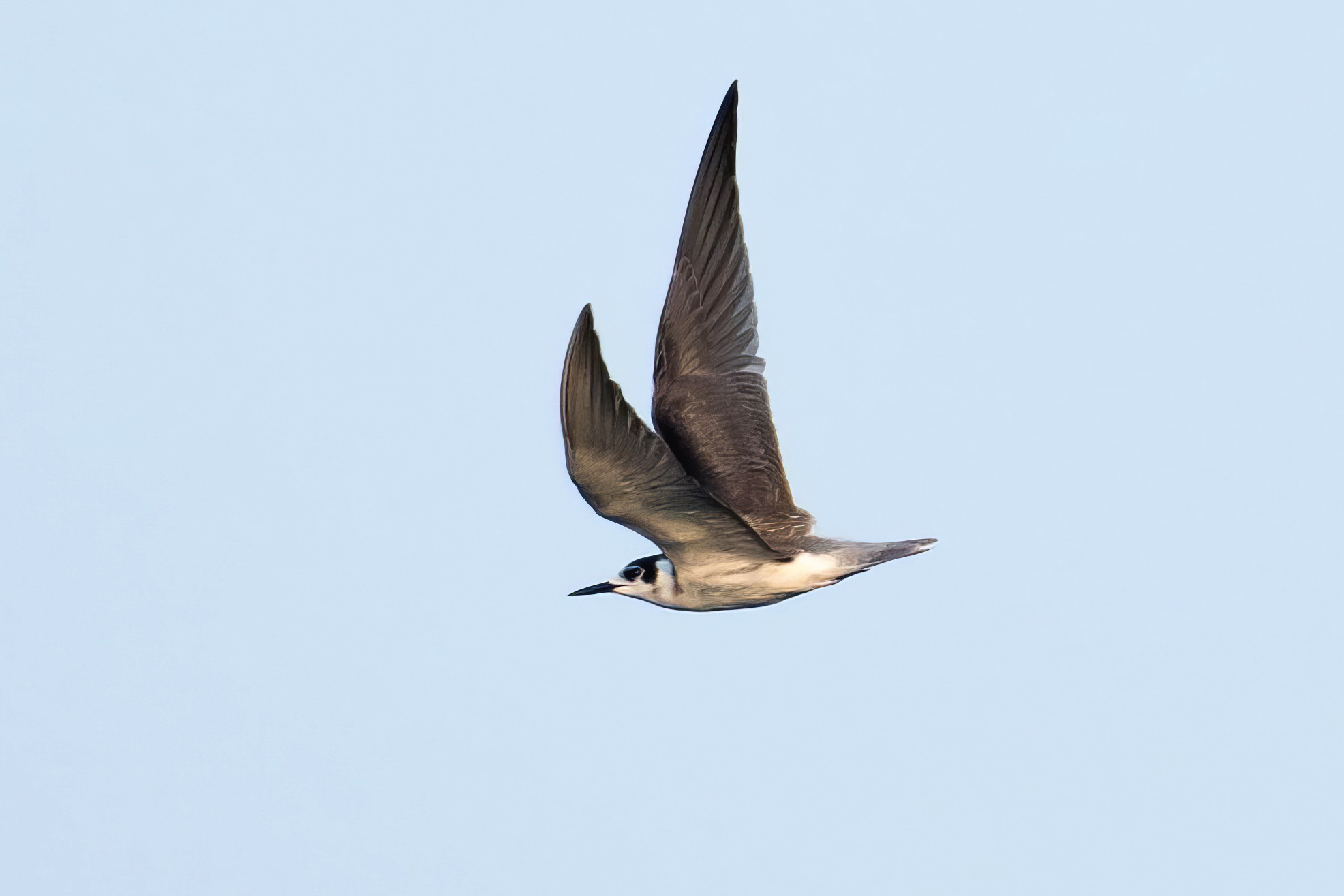 Black Tern