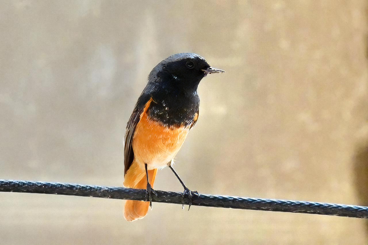 Levant Black Redstart