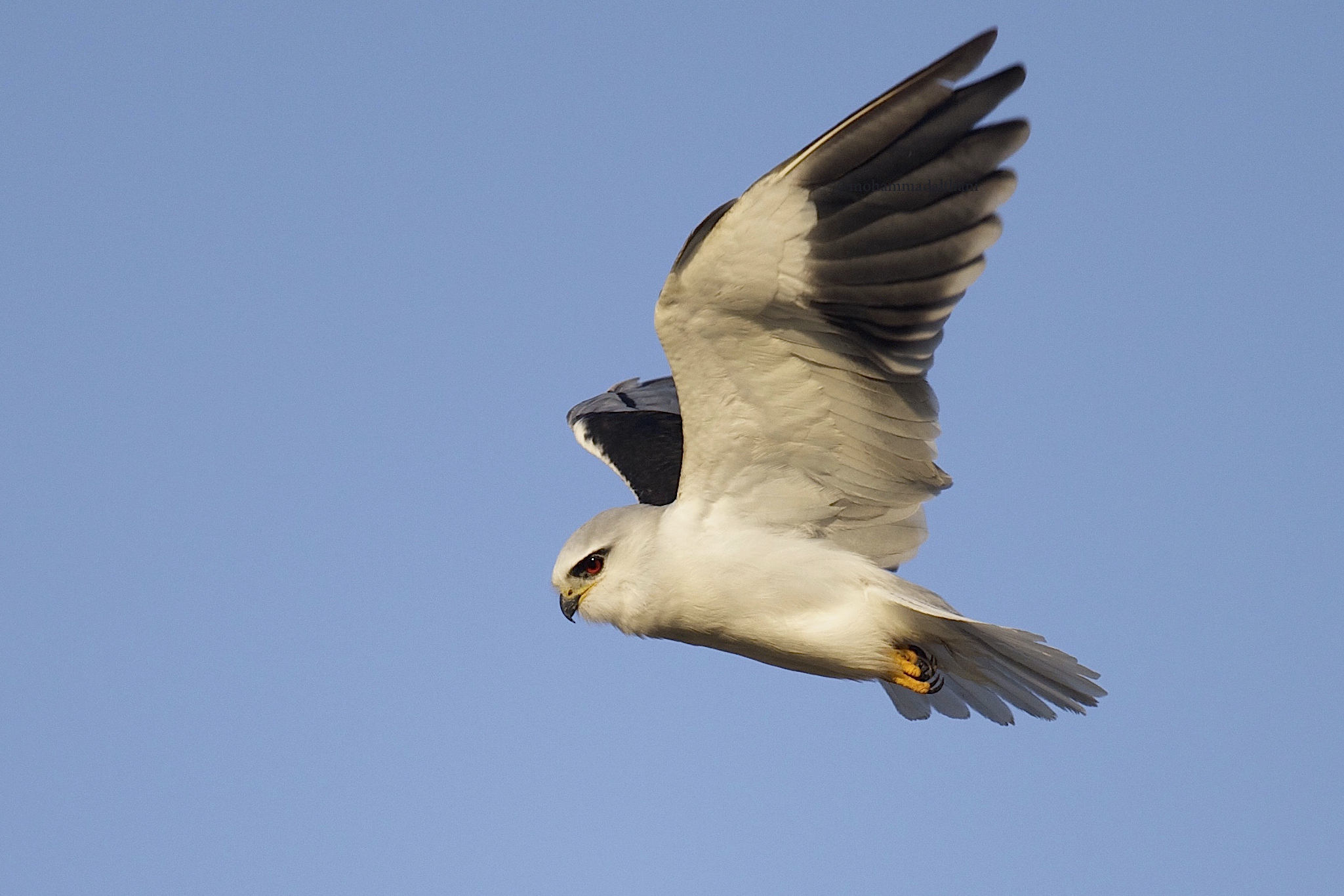 African Black-winged Kite