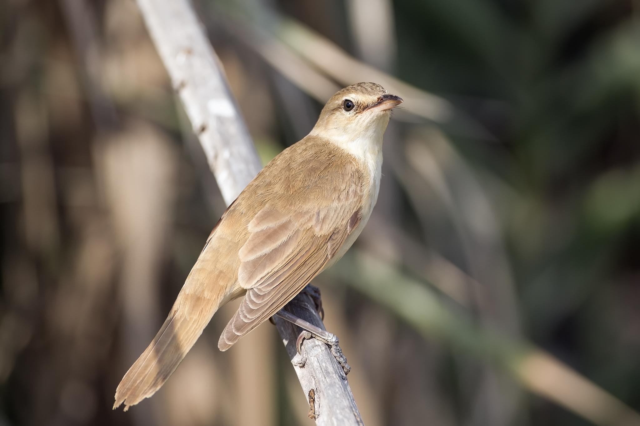 Great Reed Warbler