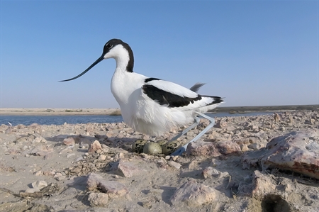 Avocets, Stilts