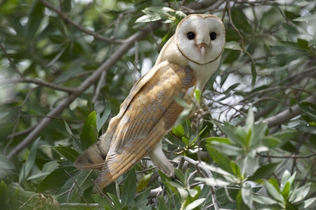 Barn-owls