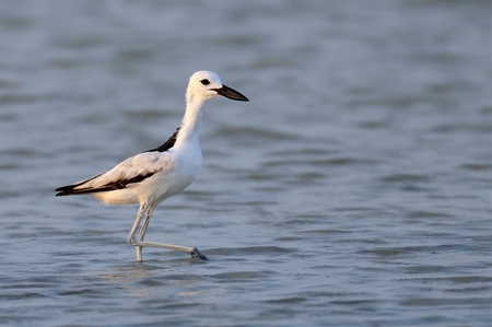 Crab-plover