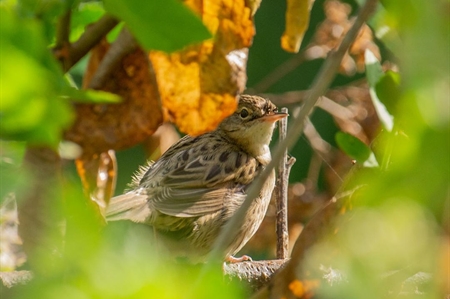 Grasshopper-warblers and Grassbirds
