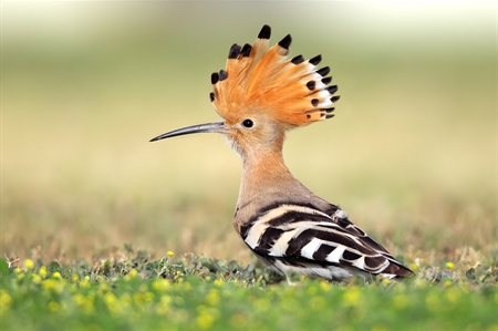 Hoopoes