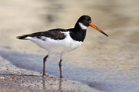 Oystercatchers