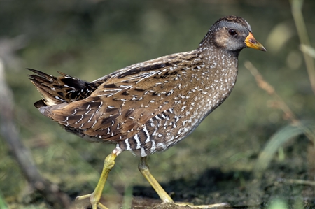 Rails, Gallinules, Coots