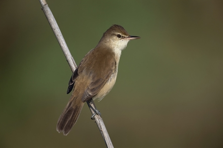 Reed-warblers