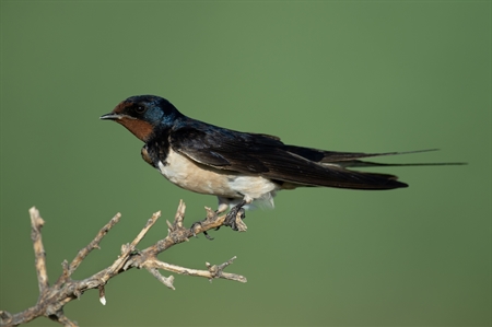 Swallows and Martins