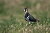 10841 Northern Lapwing