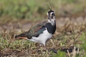 10843 Northern Lapwing