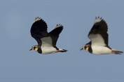 10844 Northern Lapwing