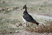 10845 Northern Lapwing