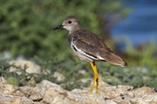10846 White-tailed Lapwing