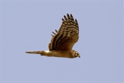 10853 Hen Harrier