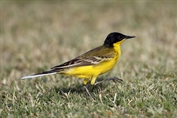 10856 Black-headed Wagtail