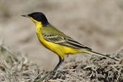 10858 Black-headed Wagtail