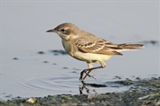 10859 Black-headed Wagtail