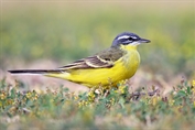 10862 Blue-headed Wagtail