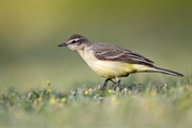 10863 Blue-headed Wagtail