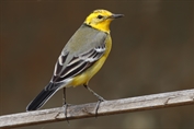 10867 Citrine Wagtail