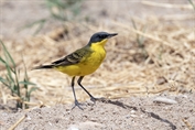 10868 Grey-headed Wagtail