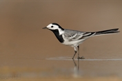 10869 White Wagtail