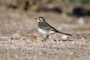 10871 White Wagtail