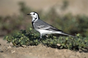 10872 White Wagtail