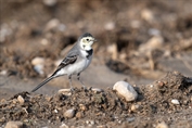 10873 White Wagtail