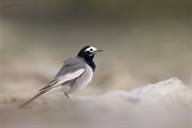 10877 Masked Wagtail