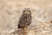 10879 Northern Short-eared Owl