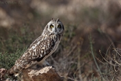 10880 Northern Short-eared Owl