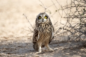 10881 Northern Short-eared Owl