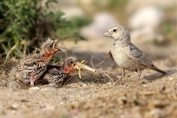 10885 Black-crowned Sparrow-Lark