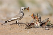 10890 Greater Hoopoe-Lark