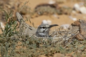 10892 Greater Hoopoe-Lark