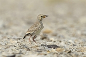 10893 Greater Hoopoe-Lark